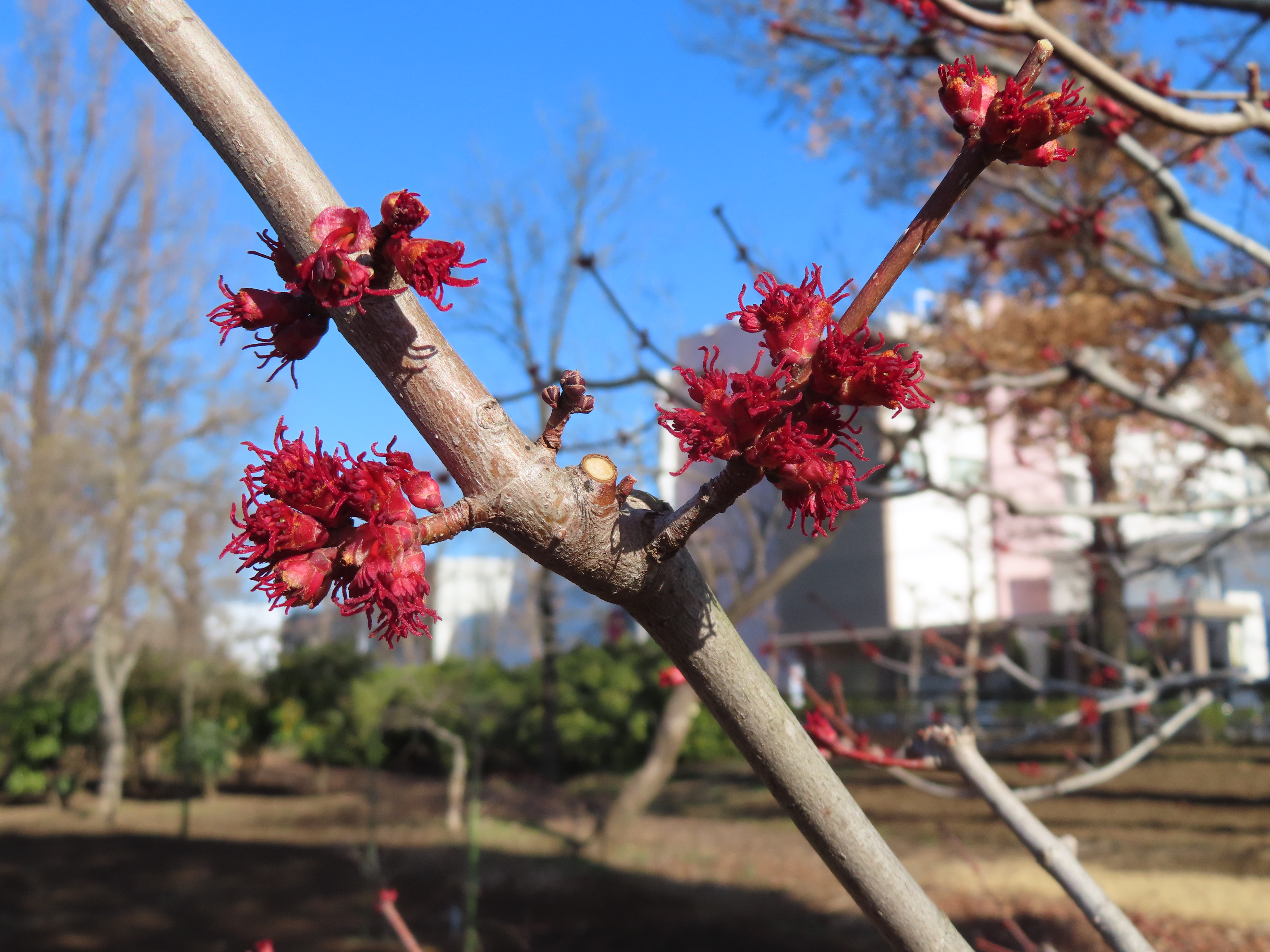 ベニカエデ ‘レッドサンセット’　花