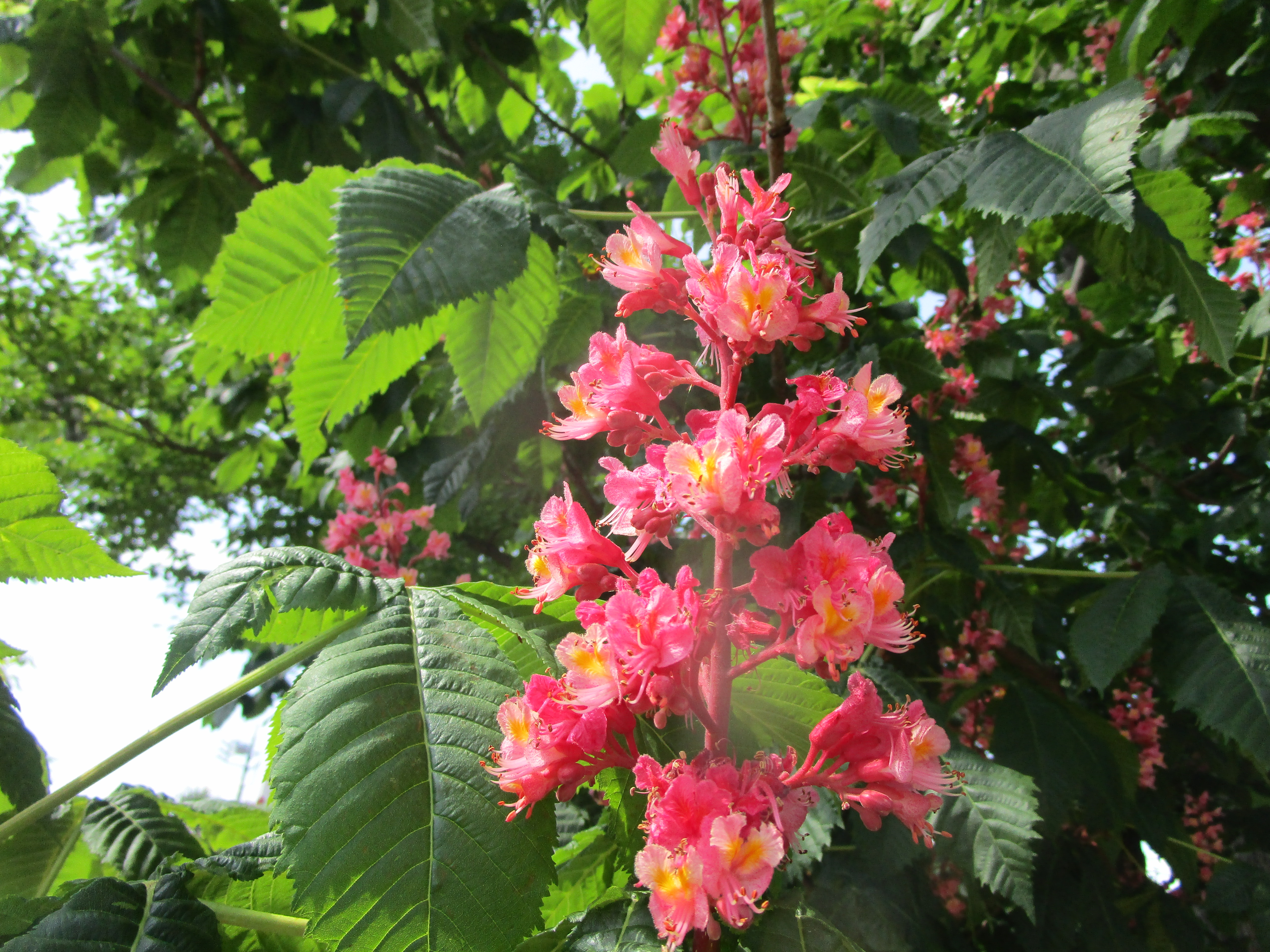 ベニバナトチノキ　花の写真