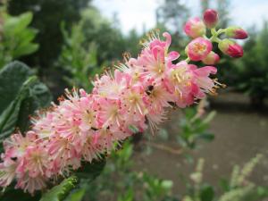 アメリカリョウブ ‘ルビースパイス’　花