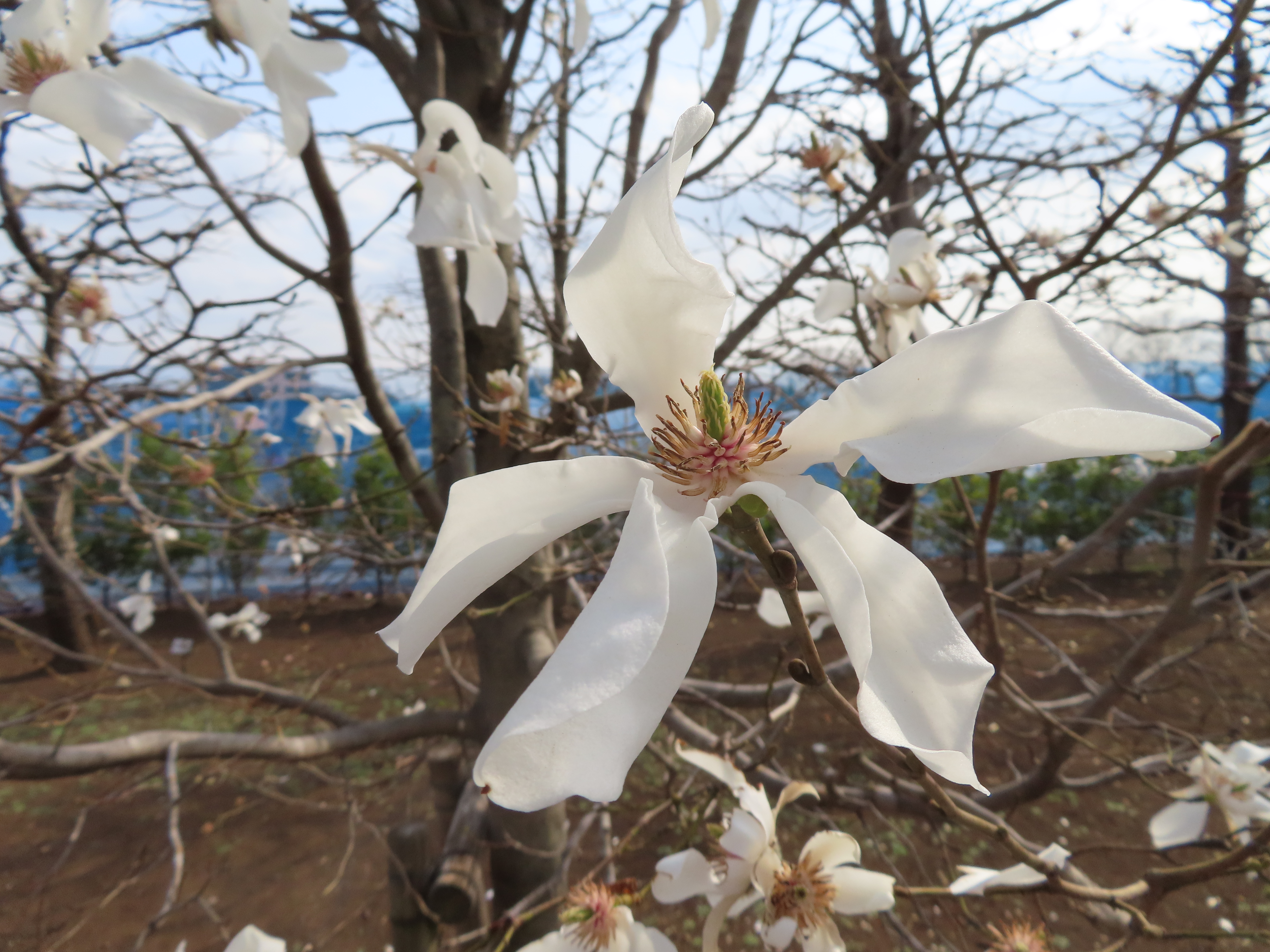 タムシバ　花