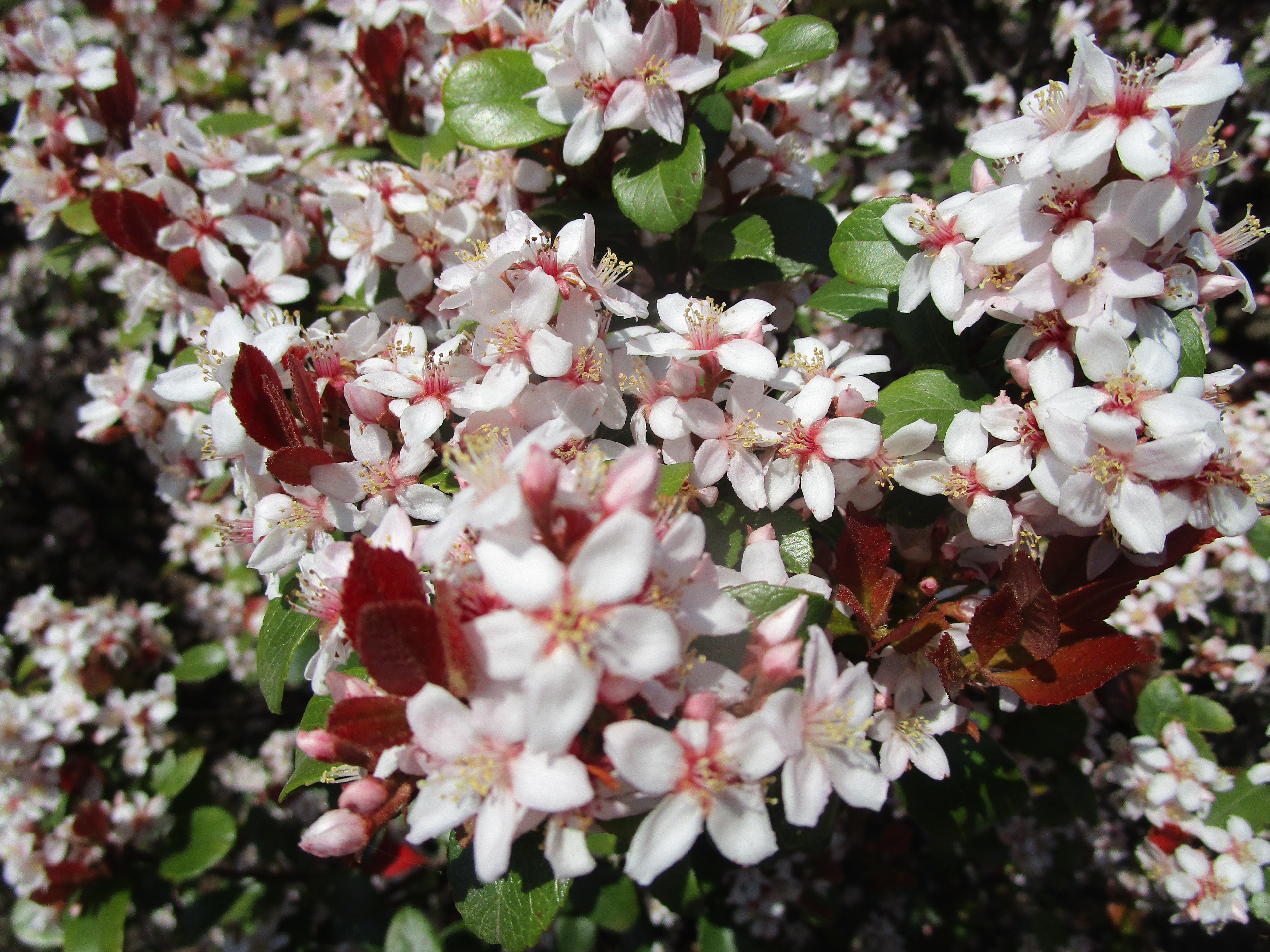 ヒメシャリンバイ‘ロゼア’　花