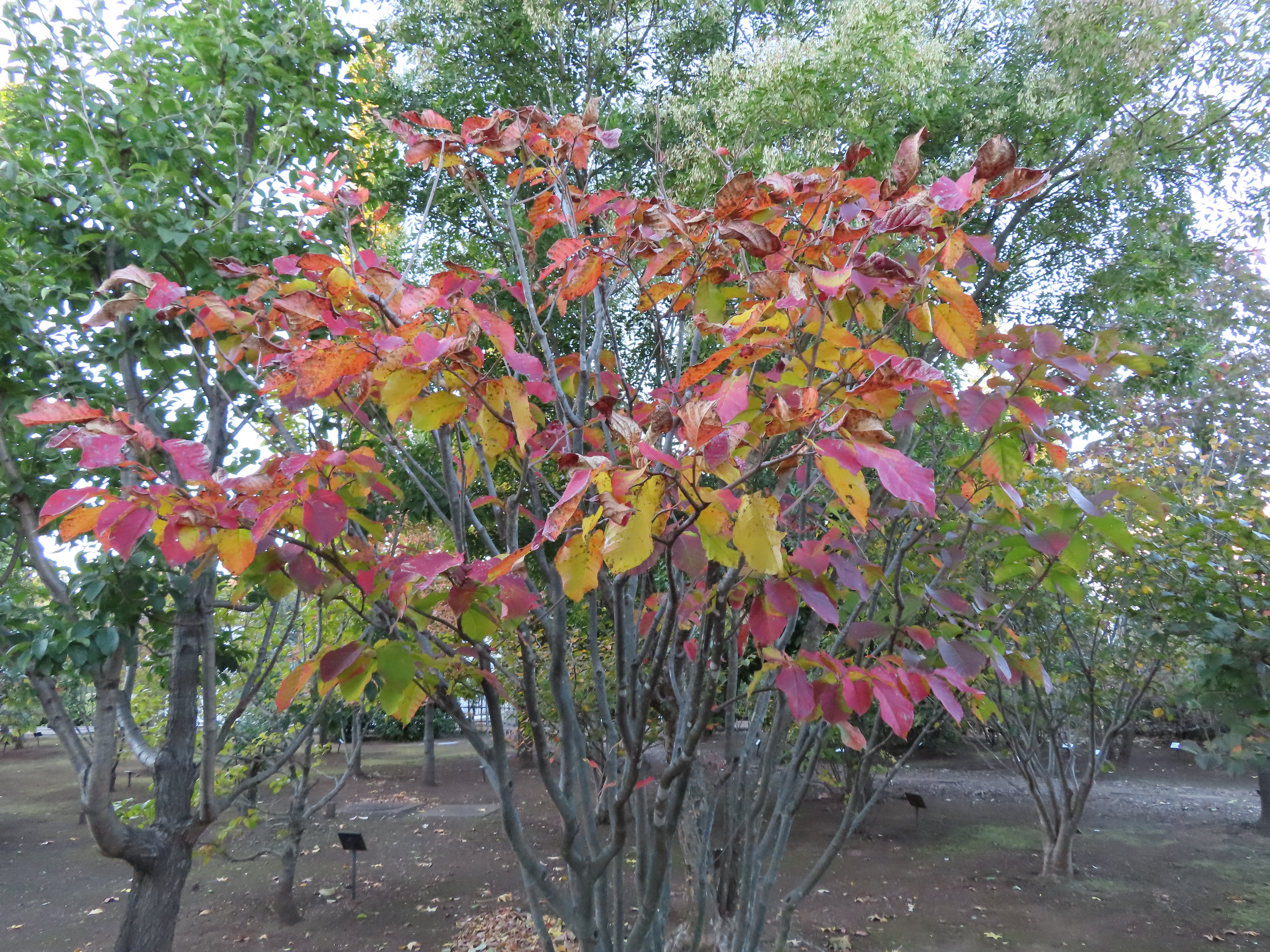 シラキ　紅葉