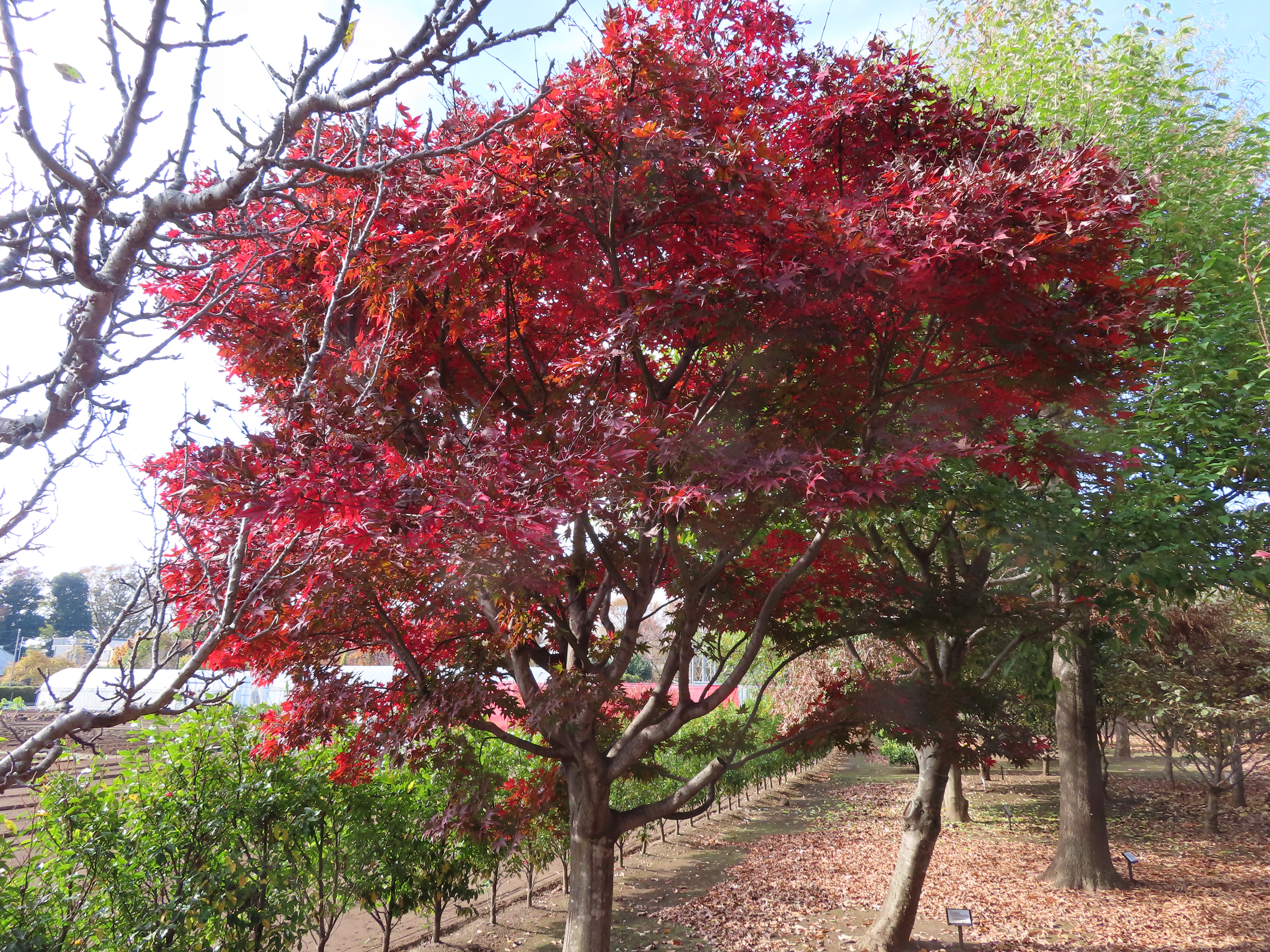 イロハモミジ×オオモミジ 雑種　紅葉