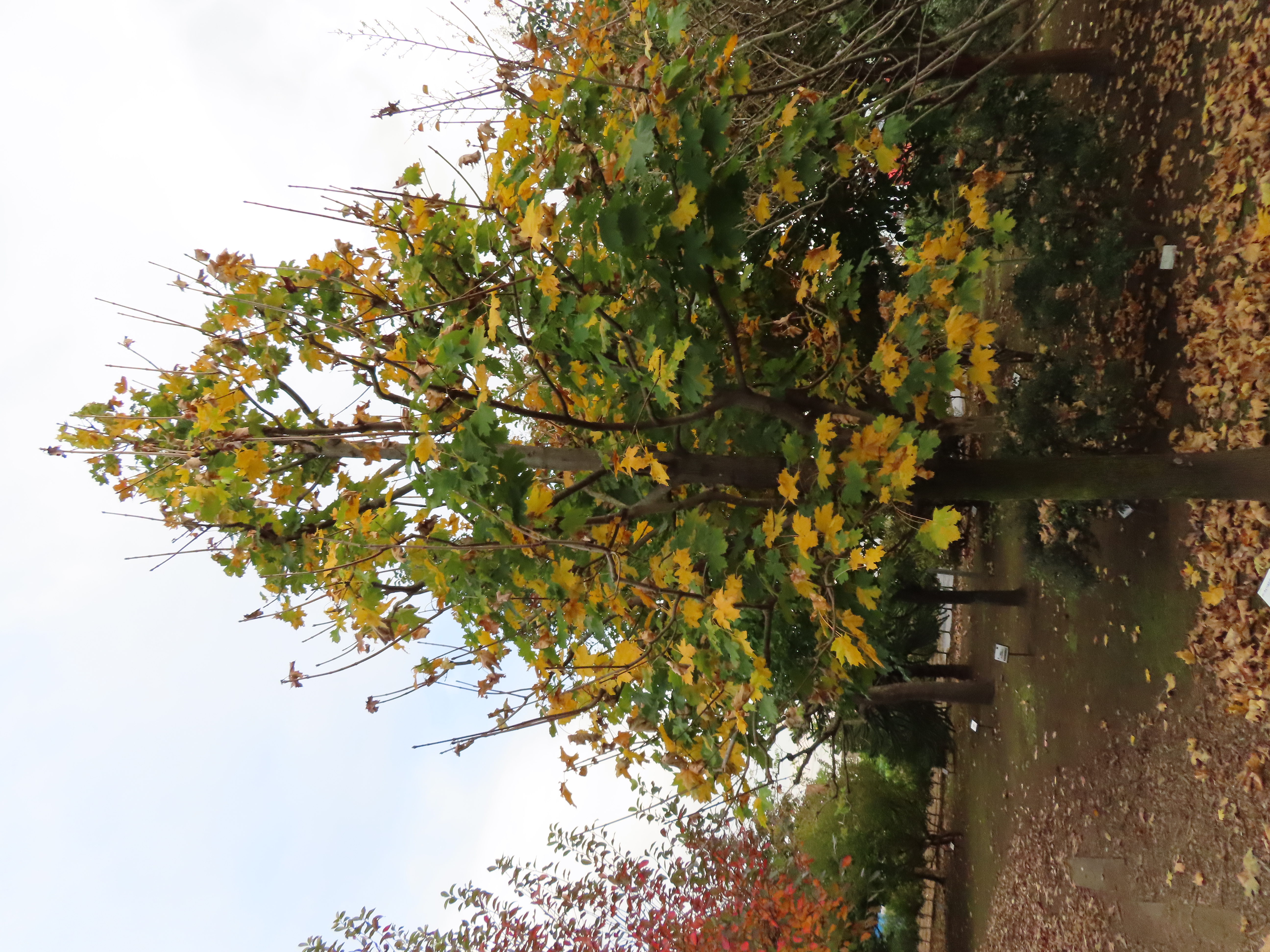 ノルウェーカエデ ‘デボラ’　紅葉