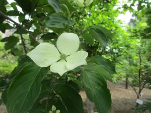 ヤマボウシ ‘ノーマンヘイデン’　花