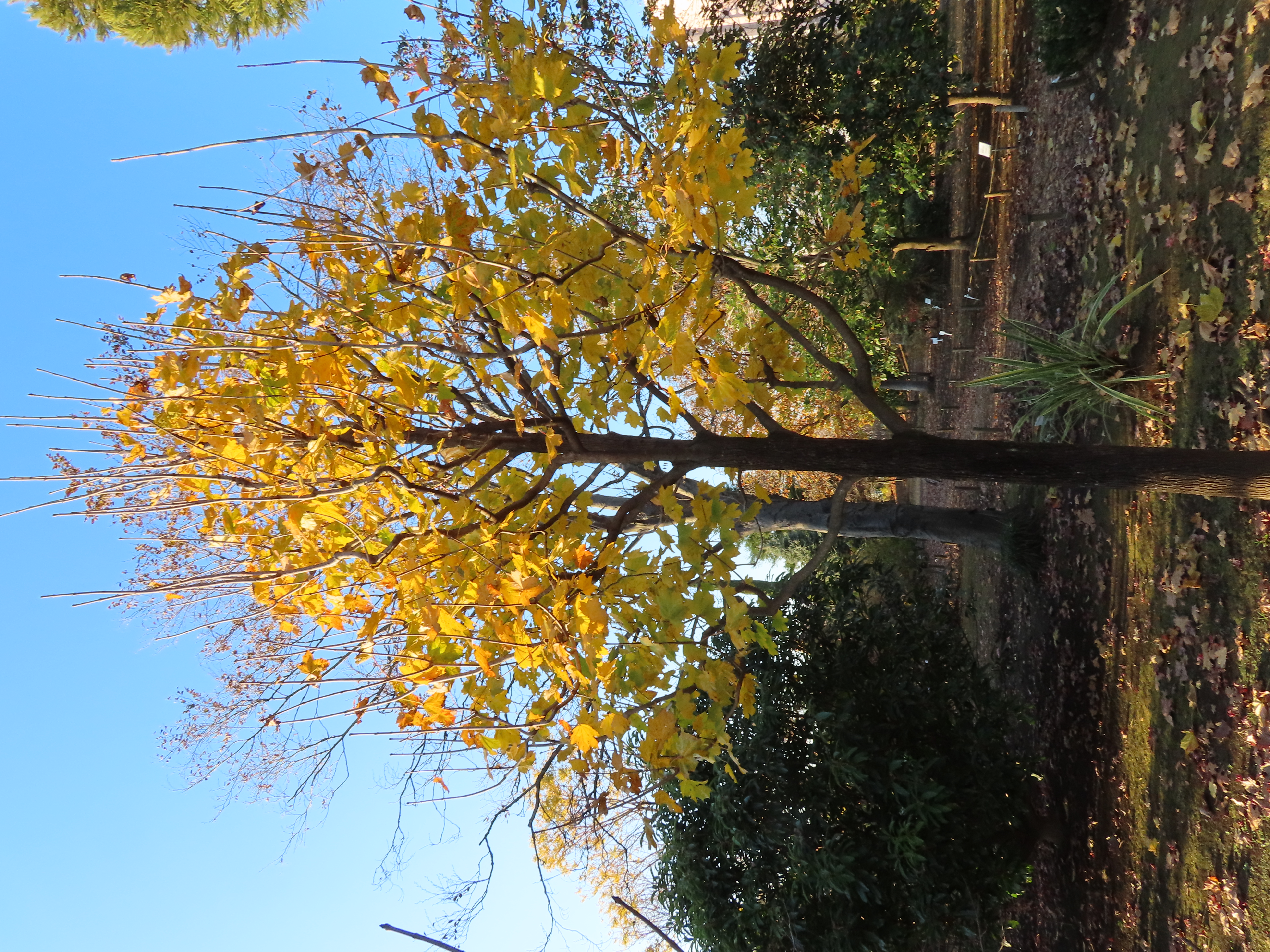 ヤマボウシ ‘ノーマンヘイデン’　紅葉