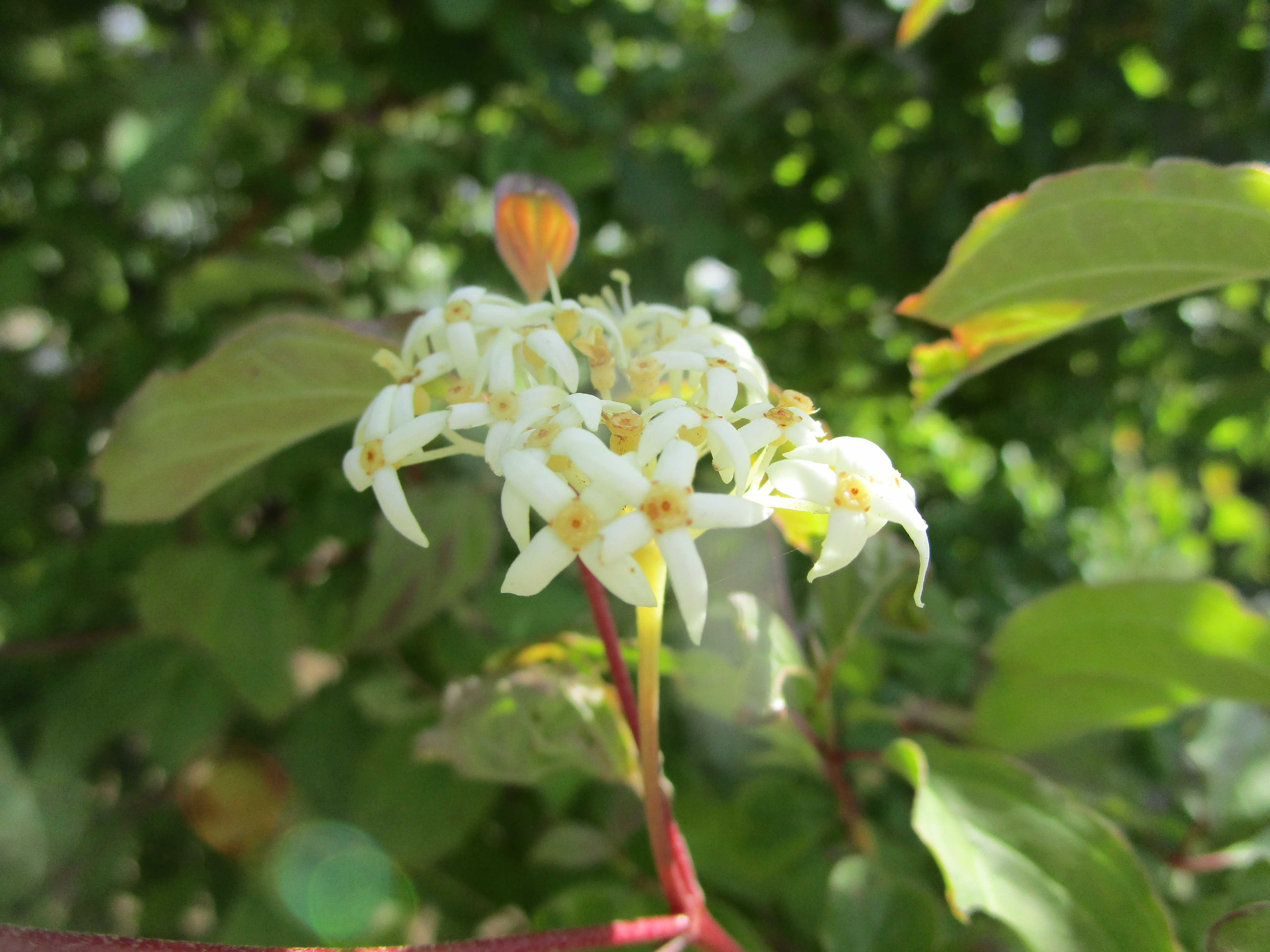 セイヨウミズキ ‘ウィンタービューティー’　花