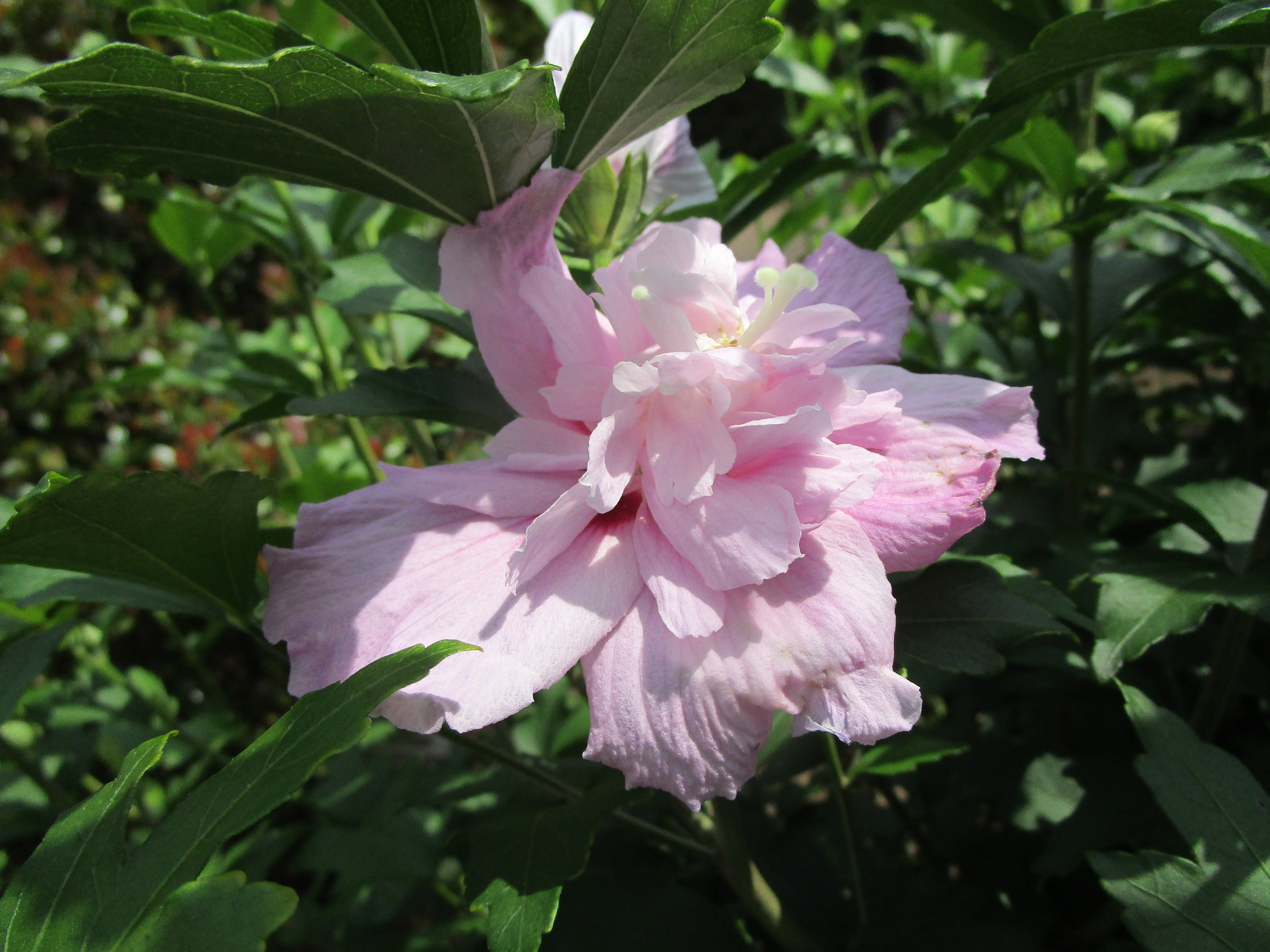 ムクゲ ‘大徳寺花笠’　花