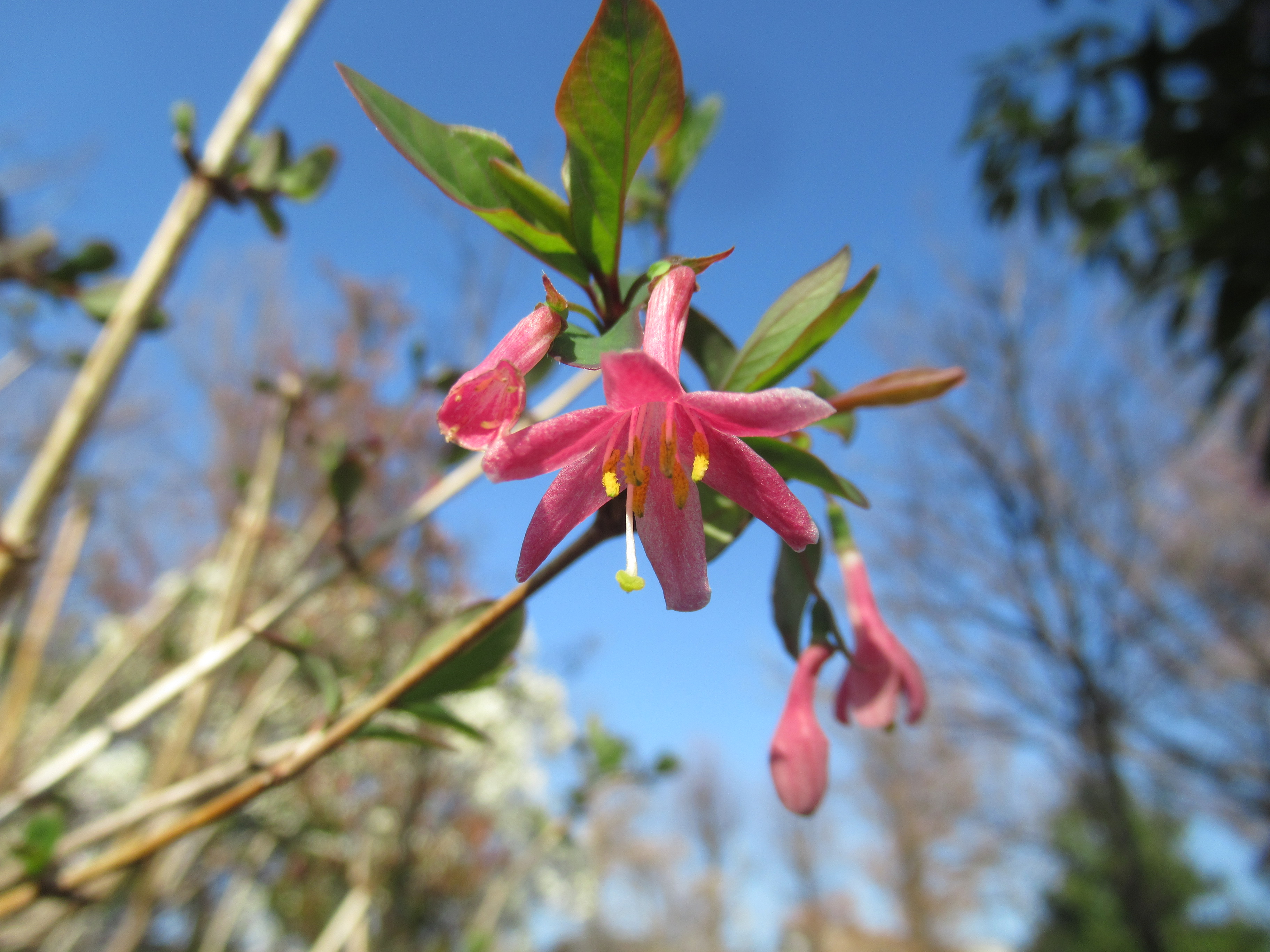 ウグイスカグラ 花