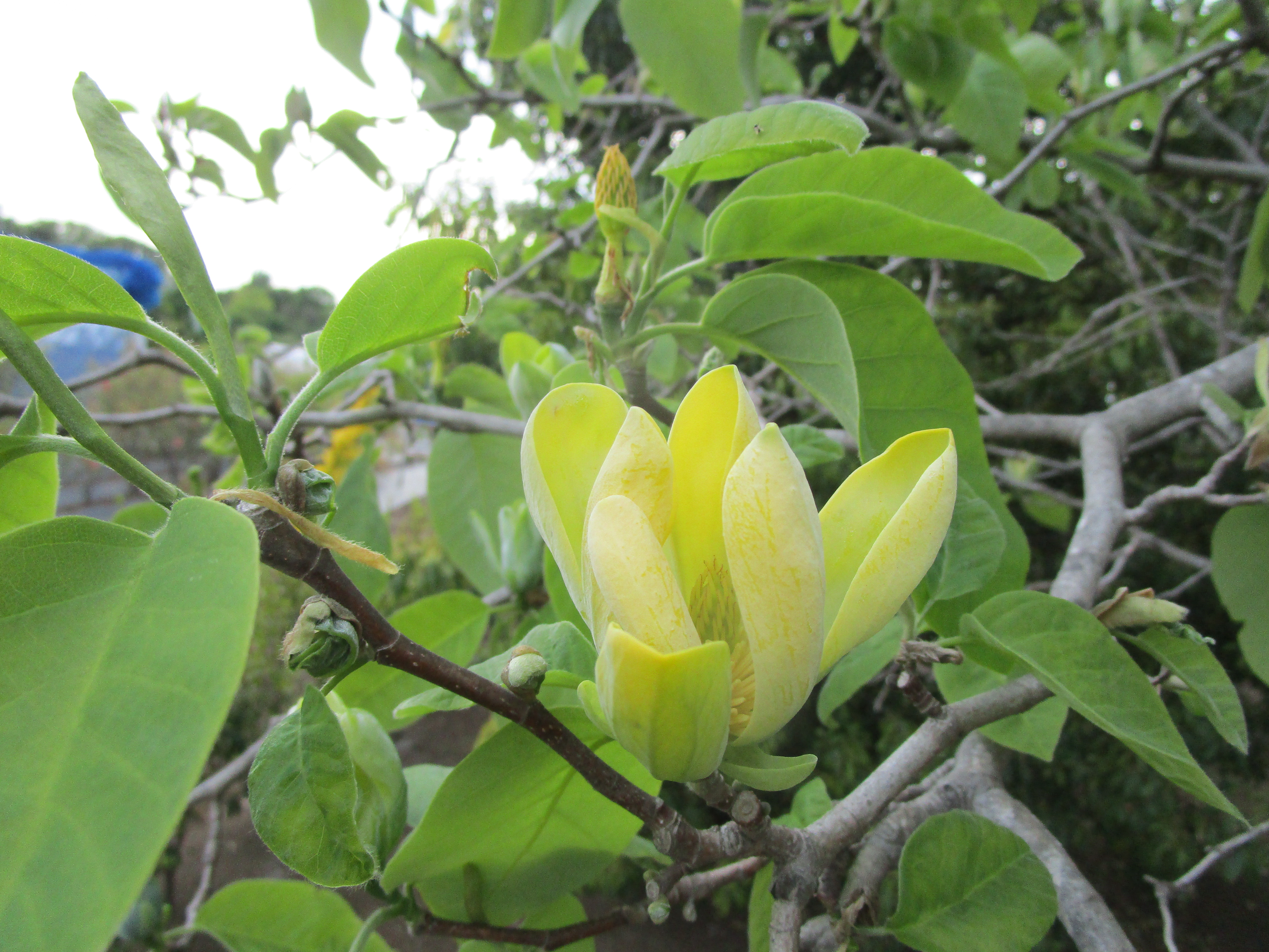 マグノリア ‘金寿’　花