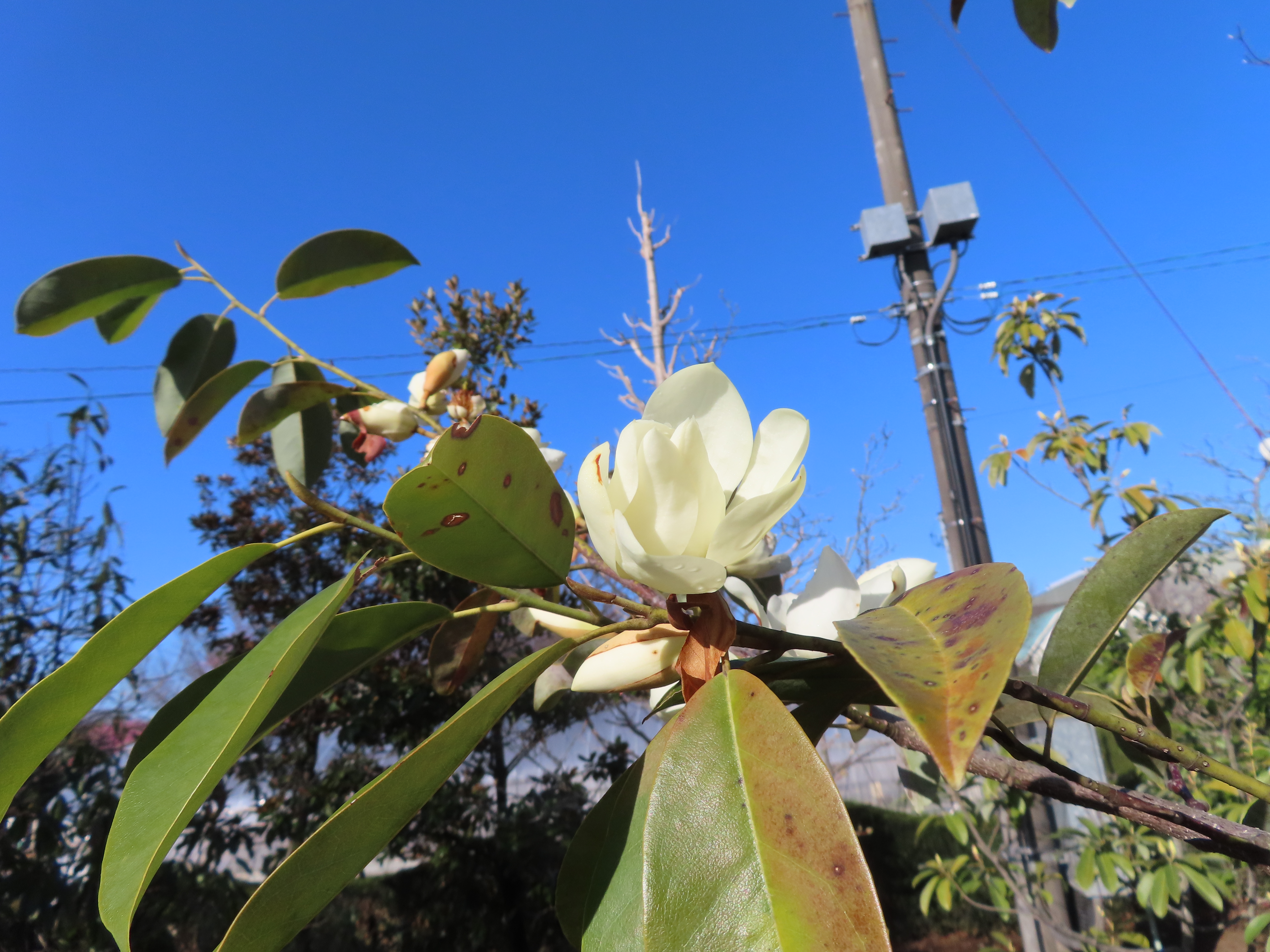 マグノリア プラティペタラ　花