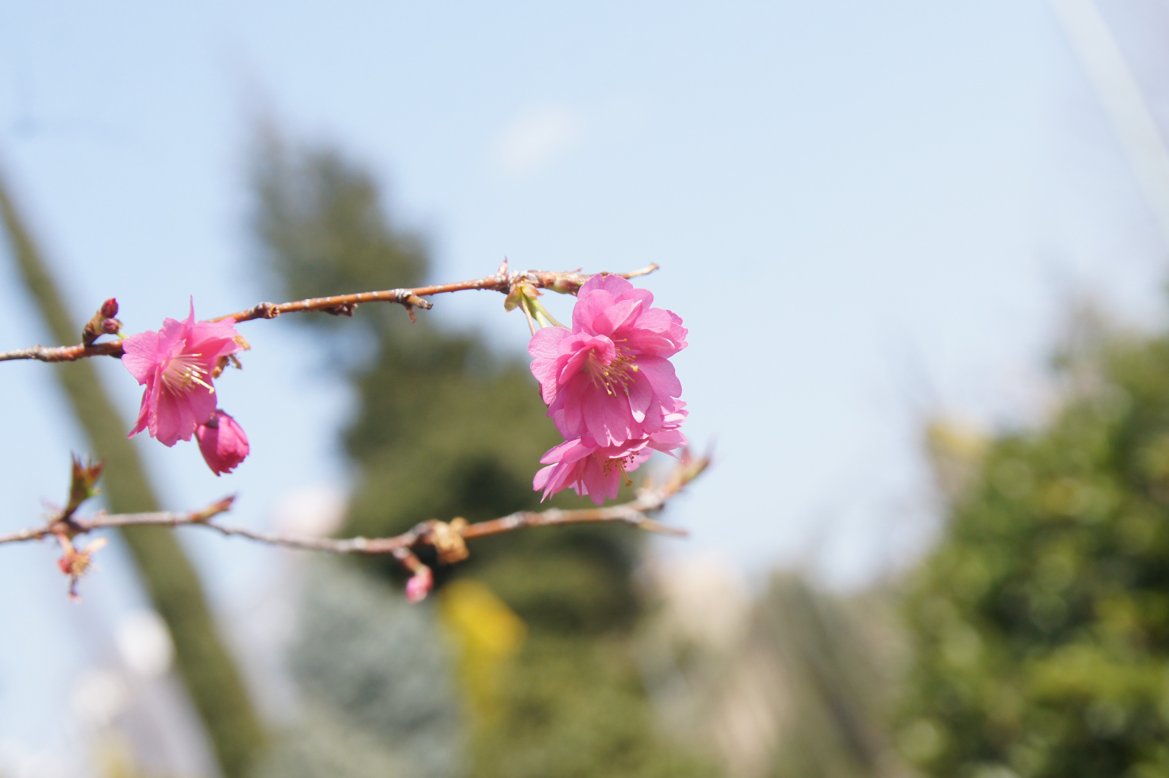 サクラ‘エレガンスみゆき’　花