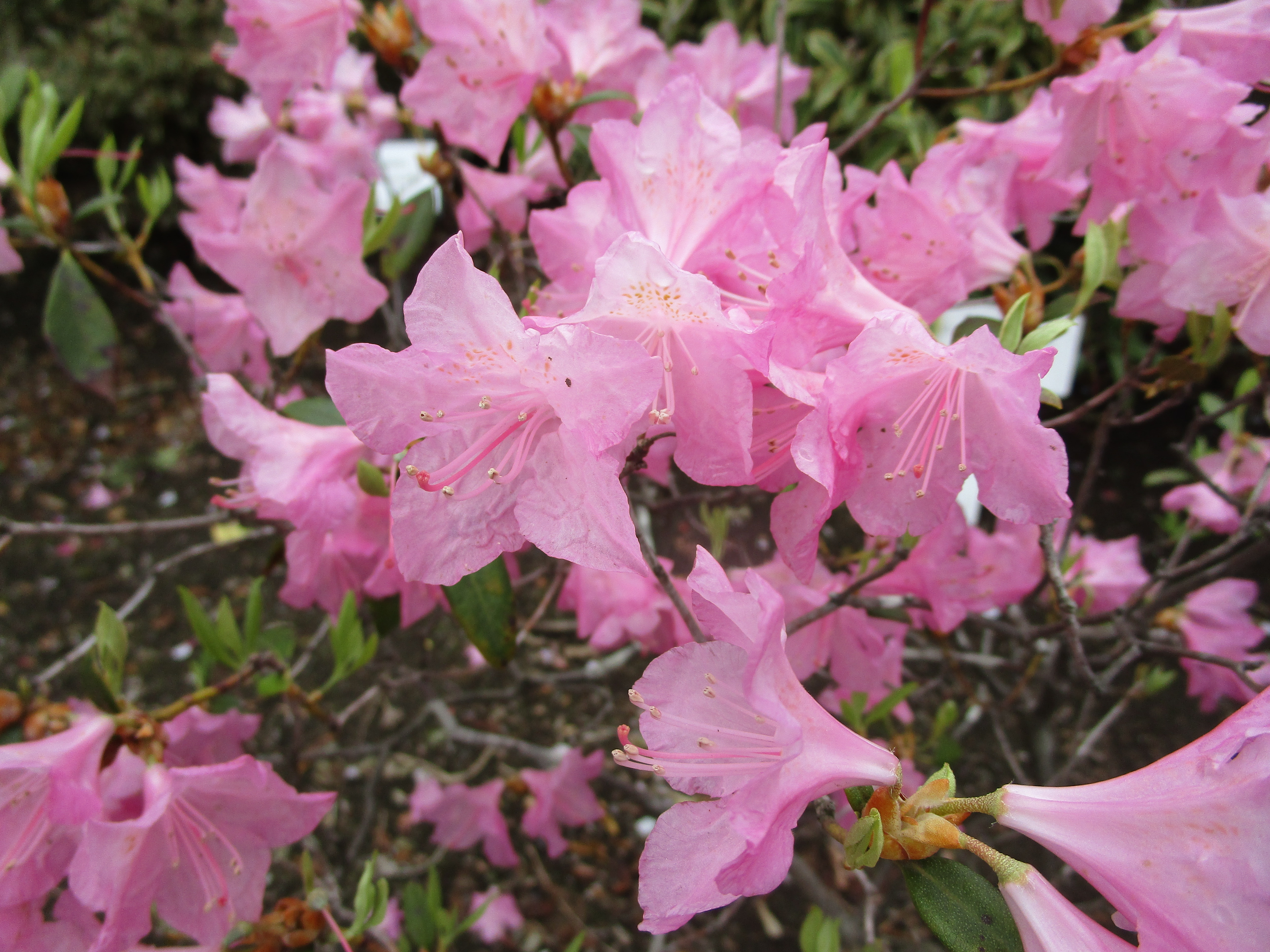 ツツジ ‘春一番’　花