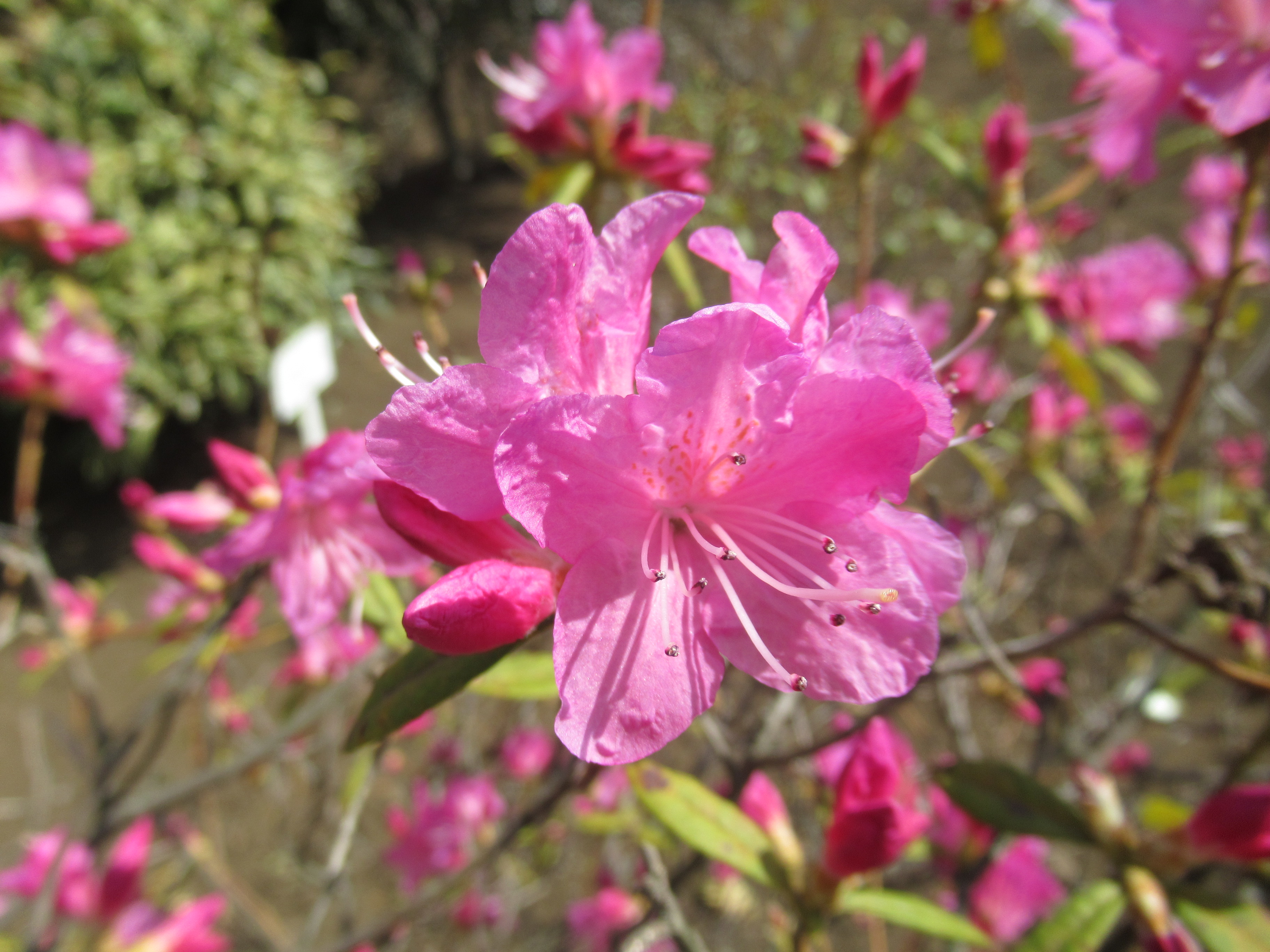 ツツジ ‘吉野’ 　花