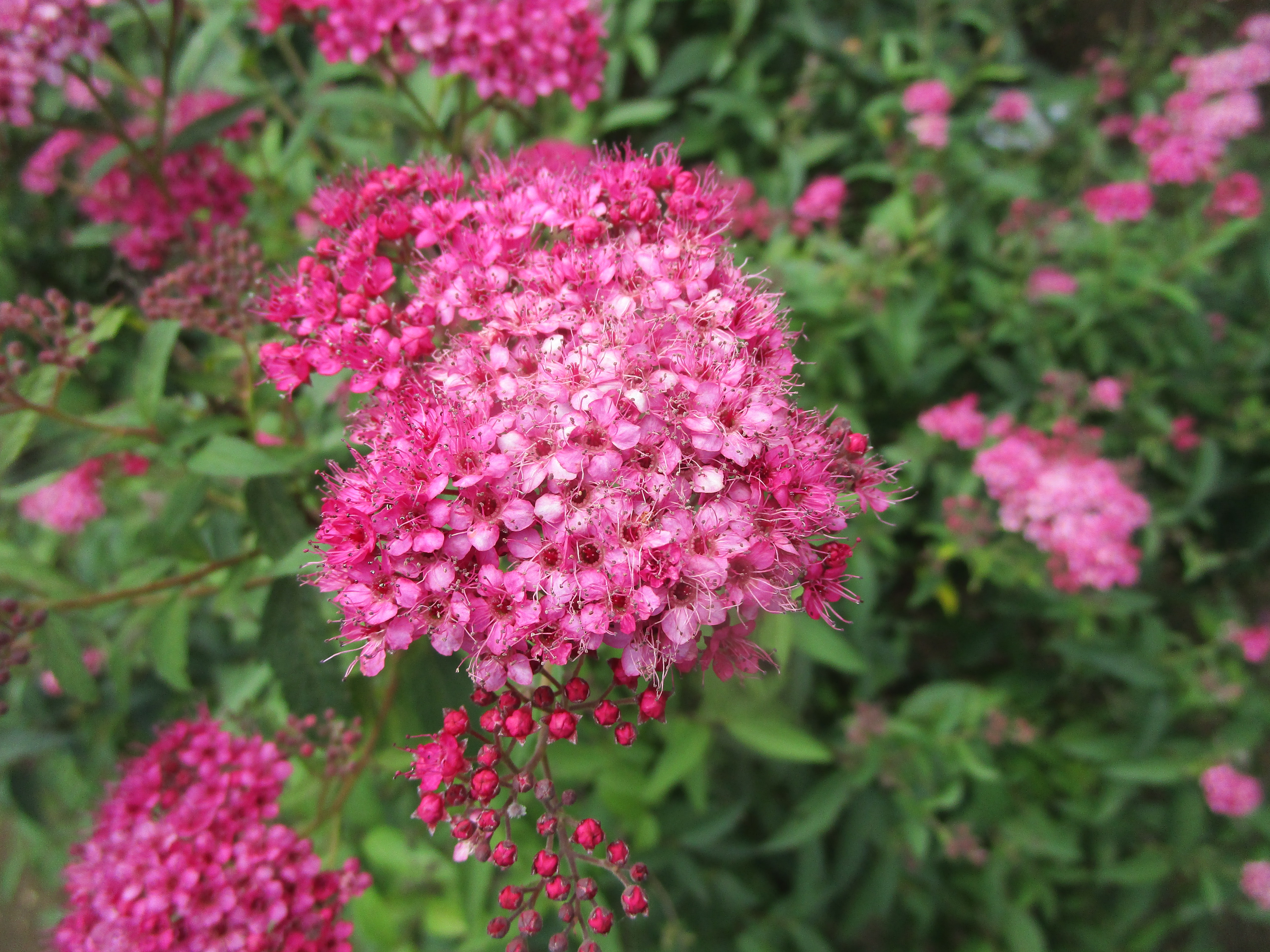 シモツケ ‘ネオンフラッシュ’　花