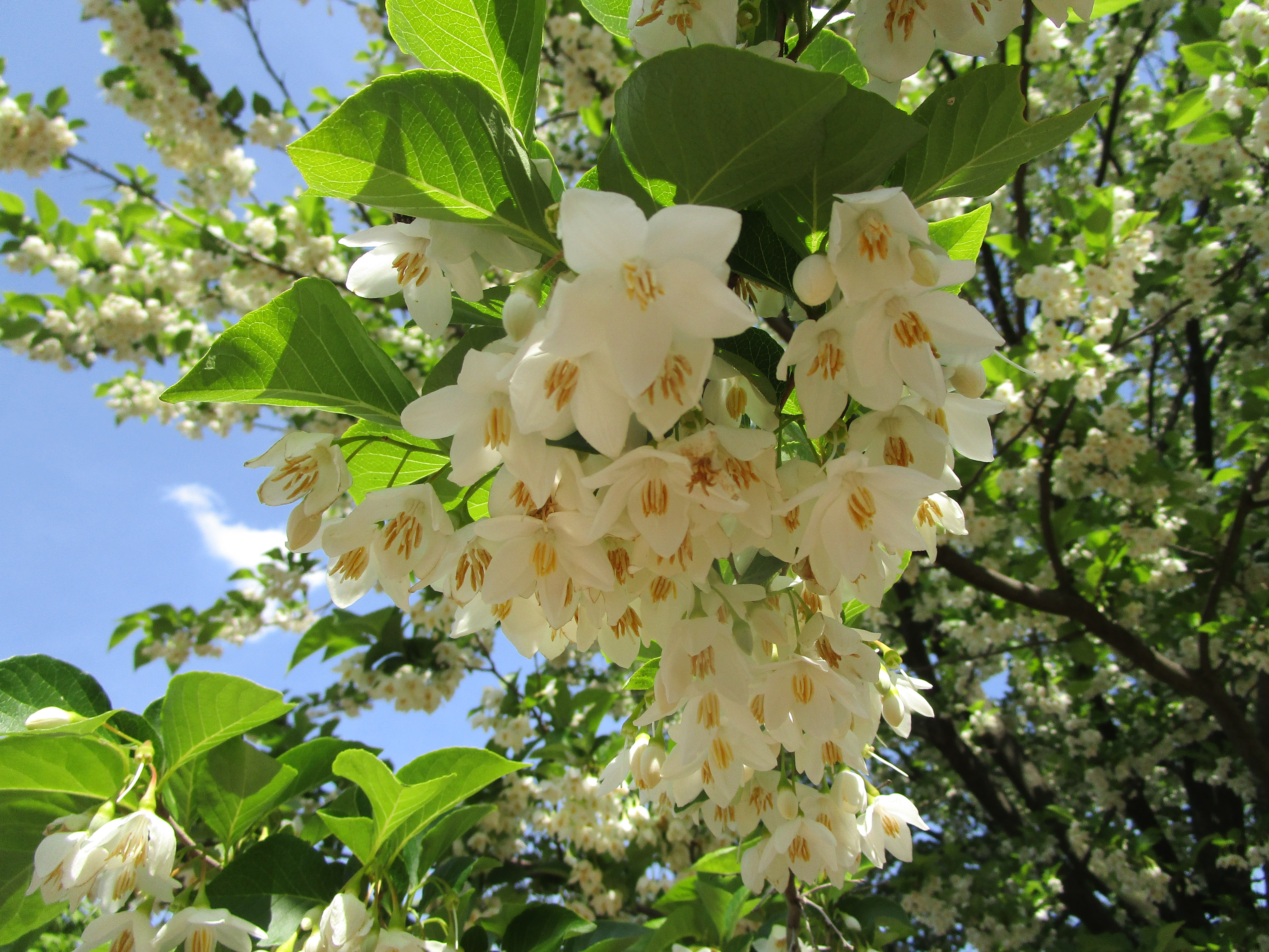 オオバエゴノキ　花