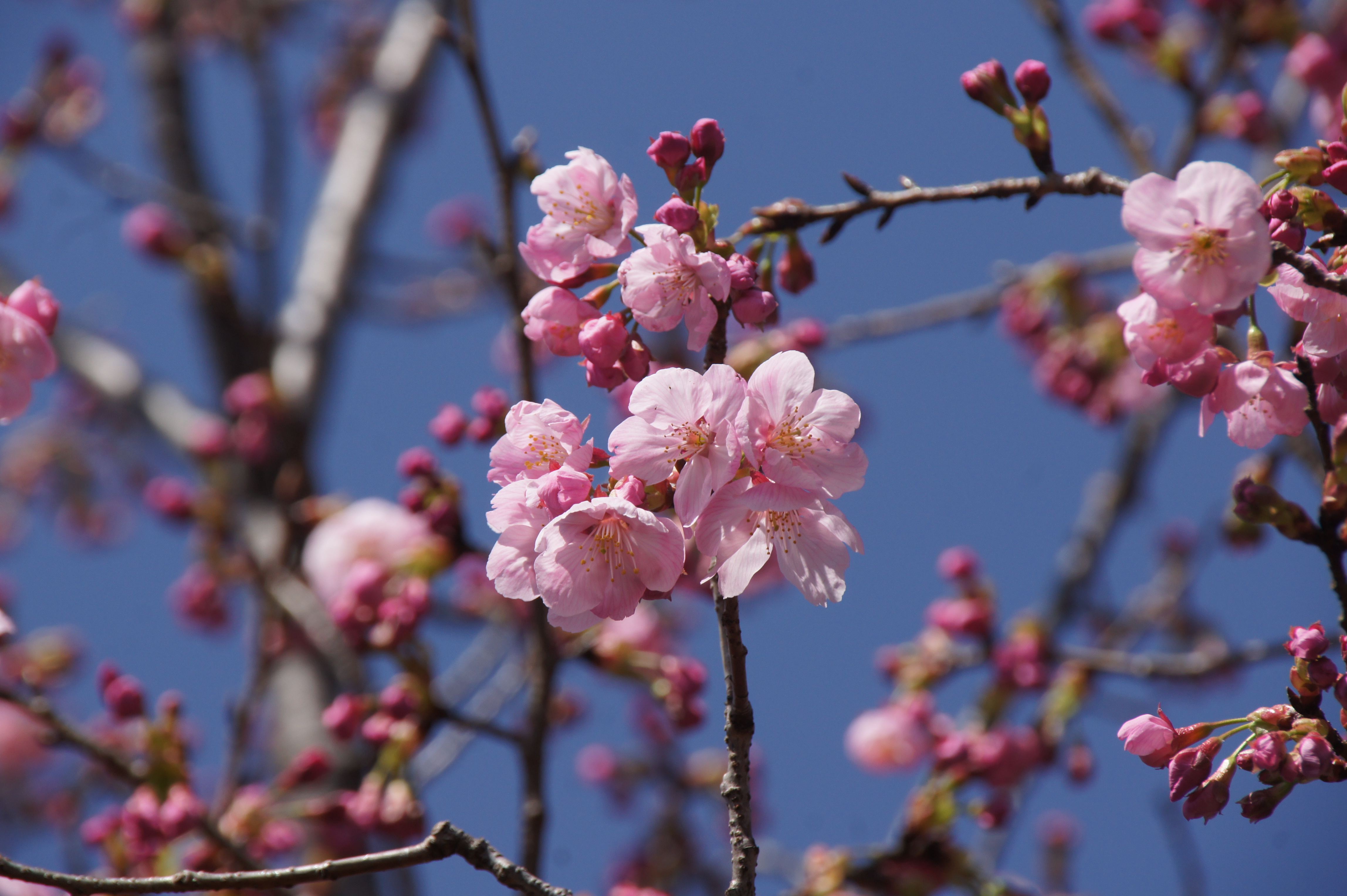 サクラ  ‘陽光’　花