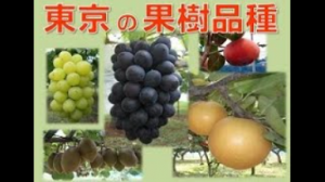 東京の果樹品種_サムネイル