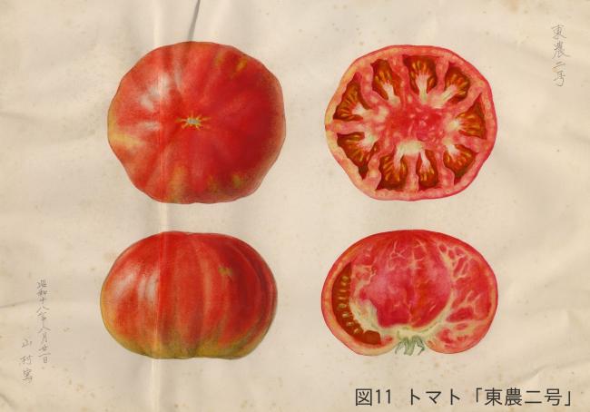 図11トマト