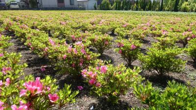 ピンクのサツキの花　苗少し小ぶり