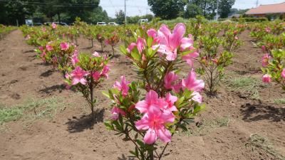 ピンクのサツキの花満開　昨年度植え付け　かなり小ぶり