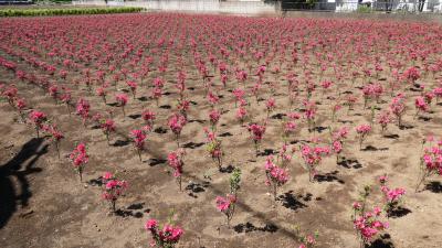 濃いピンクの花の一面のツツジくるめ　こぶりの苗