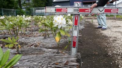 白いシャクナゲの花　高さを測っている　40㎝