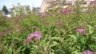 ピンクの小さい花が集まって一つの花になっているシモツケ