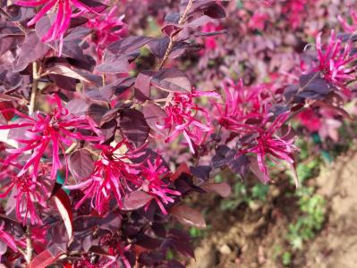 満開のベニバナトキワマンサク　赤茶色の葉にくれない色の細い花びら