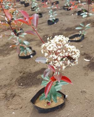 1株のセイヨウカナメモチの小さな苗木　下の部分の葉は緑、上の新しい葉は赤。一番上に白い小さな花の集まりでできている大きな花がさいています