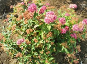 昨年に植え付けしたシモツケの花