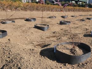 コデマリ稚苗を定植した畑