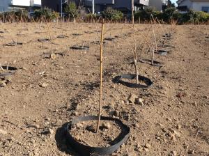 レンギョウ稚苗を定植した畑