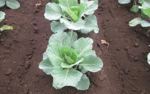 3月下旬に定植したキャベツ
