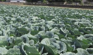 収穫間近のキャベツ「みくに」