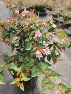 ピンク色の小さな花を付けたアベリアエドワードゴーチャ―