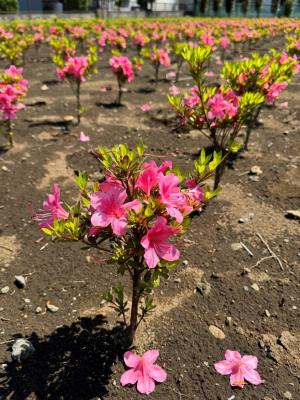 昨年の10月に植え付けたサツキにも花が咲きました