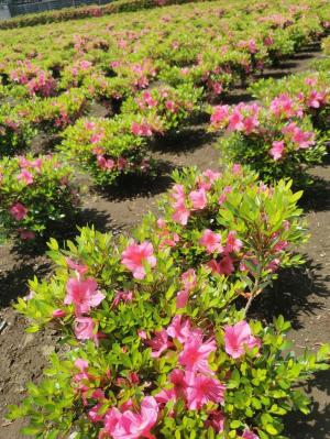 2022年10月に植え付けたサツキに濃いピンク色の花が咲きました