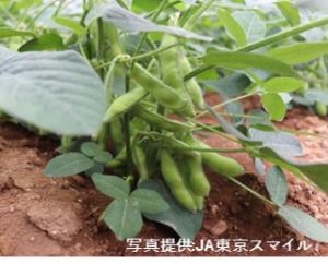 畑の枝豆の画像　写真提供　JA東京スマイル