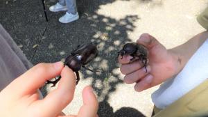 カブトムシのオスとメス