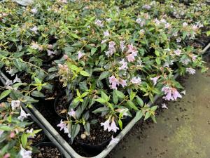 アベリア’エドワードゴーチャ―’稚苗の花の様子