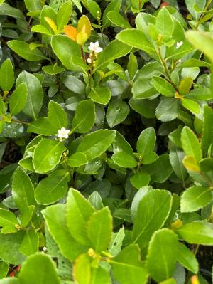 小さな花をつけたヒメシャリンバイ稚苗