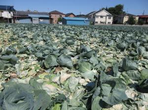 出荷終了の「初恋」