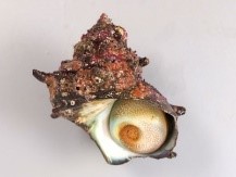 サザエ