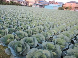 収穫を待つキャベツ