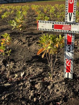 オオムラサキツツジ稚苗の規格確認