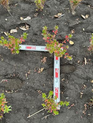 サツキ稚苗の植栽間隔確認
