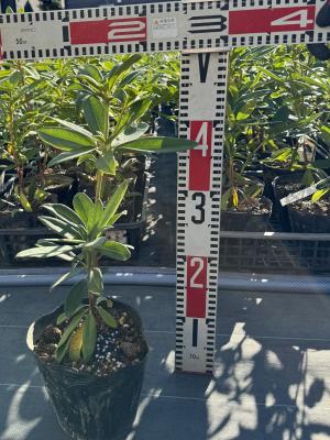 セイヨウシャクナゲ稚苗の規格確認