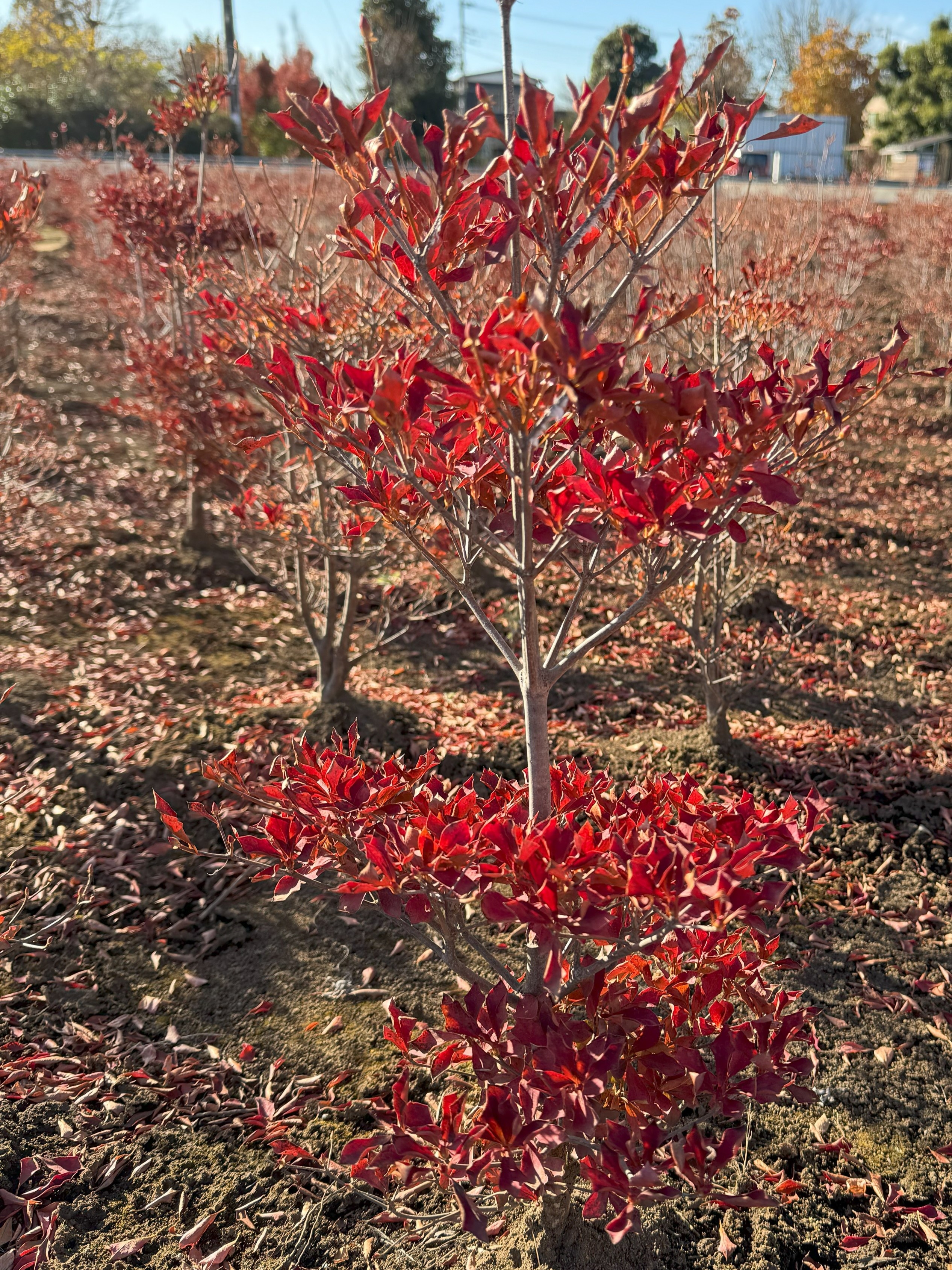 紅葉したドウダンツツジ1