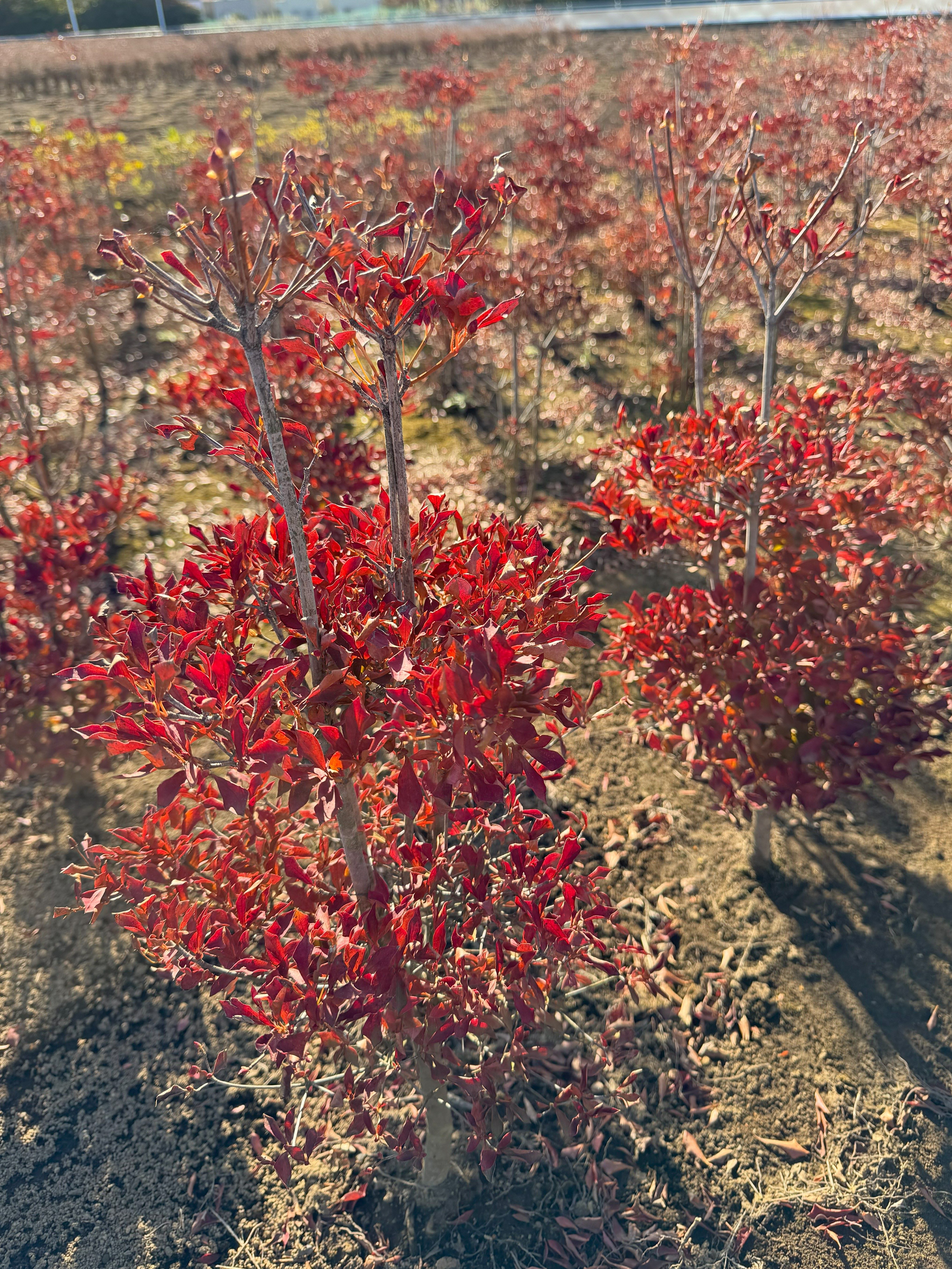 紅葉したドウダンツツジ2